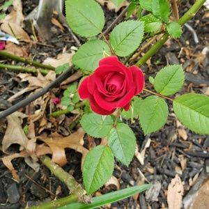 Meet your Posher, Veronica